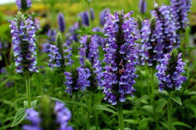Virensis catnip