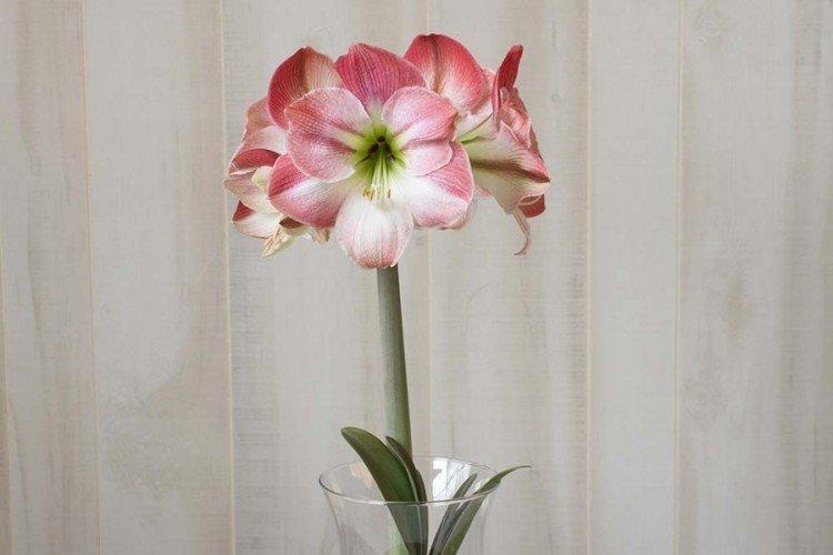 Amaryllis grandior