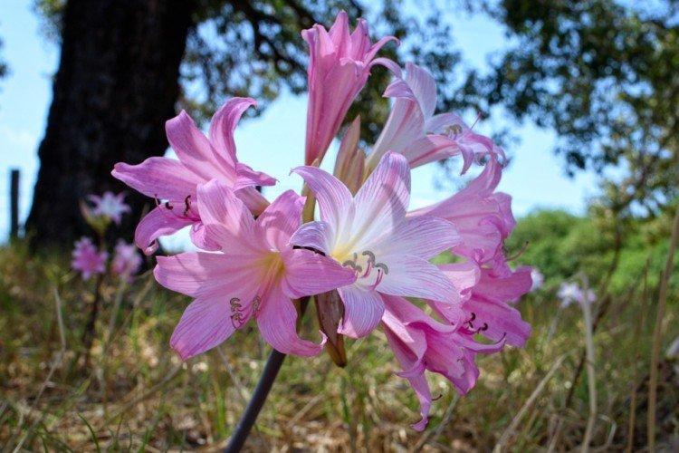 Amaryllis paradisicicola