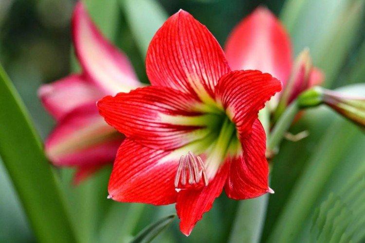 Amarylis durban