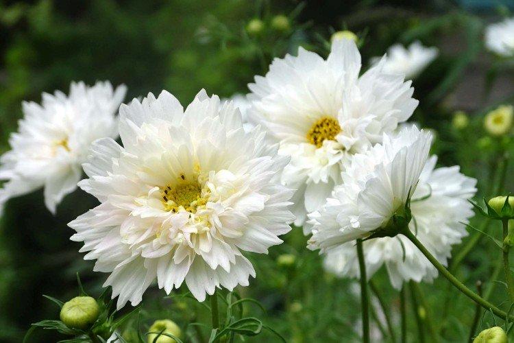 Terry cosmea