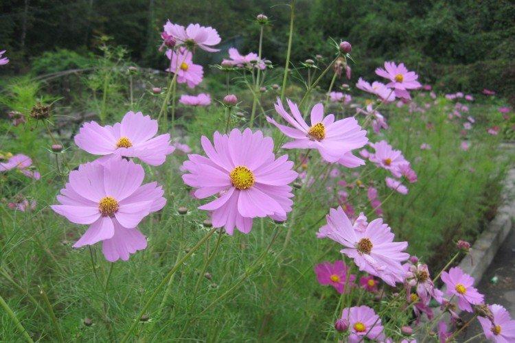 Cosmea dvoukvětá