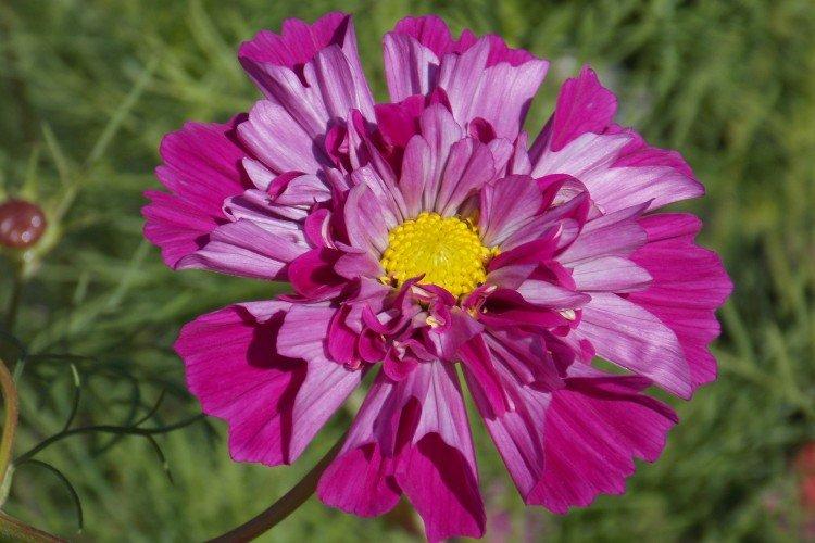 Cosmea - foto