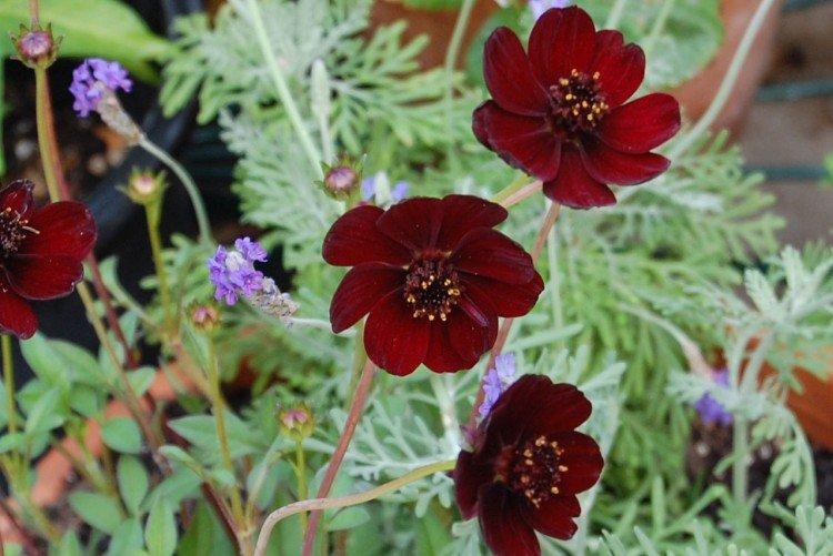 Cosmea - foto