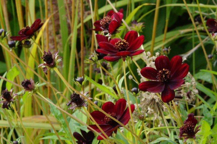 Cosmea - foto