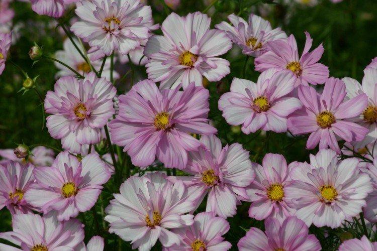Cosmea - foto