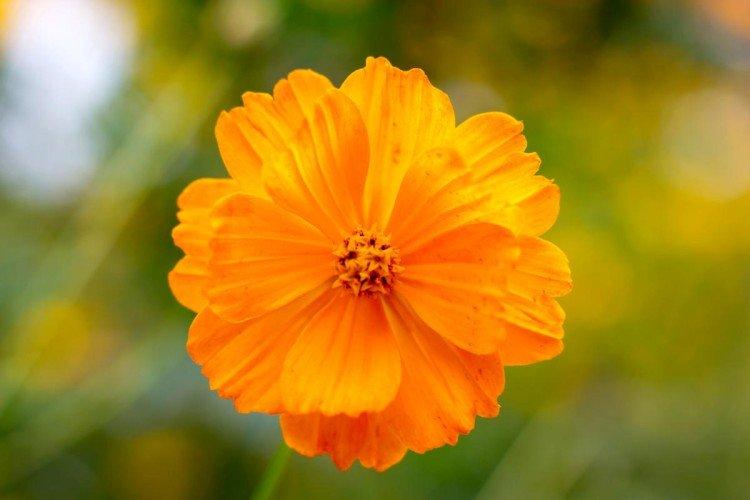 Cosmea - foto