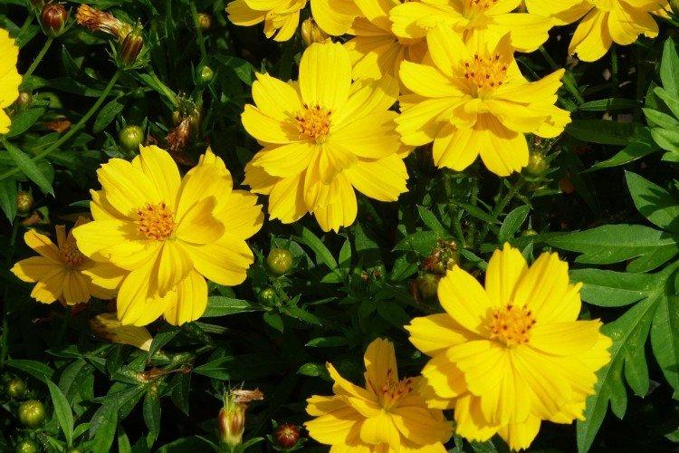 Cosmea - foto