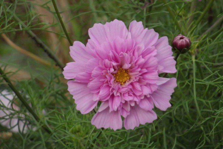 Cosmea - foto