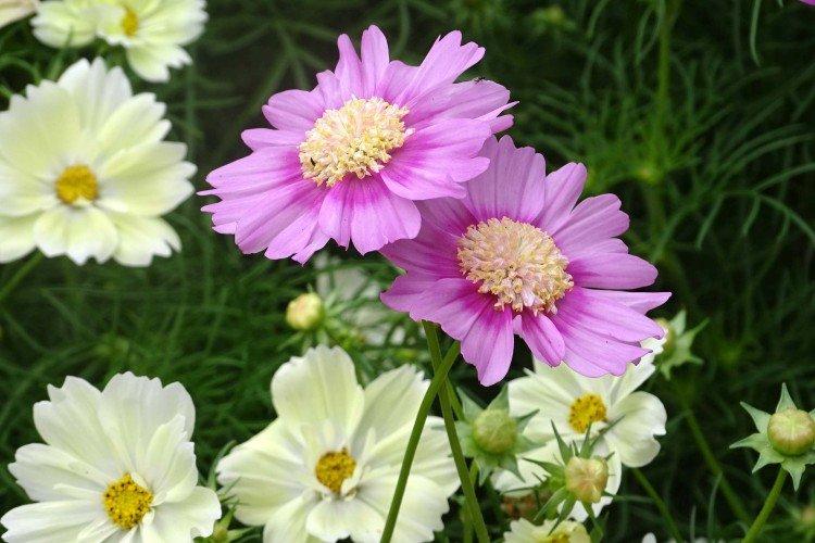 Cosmea - foto