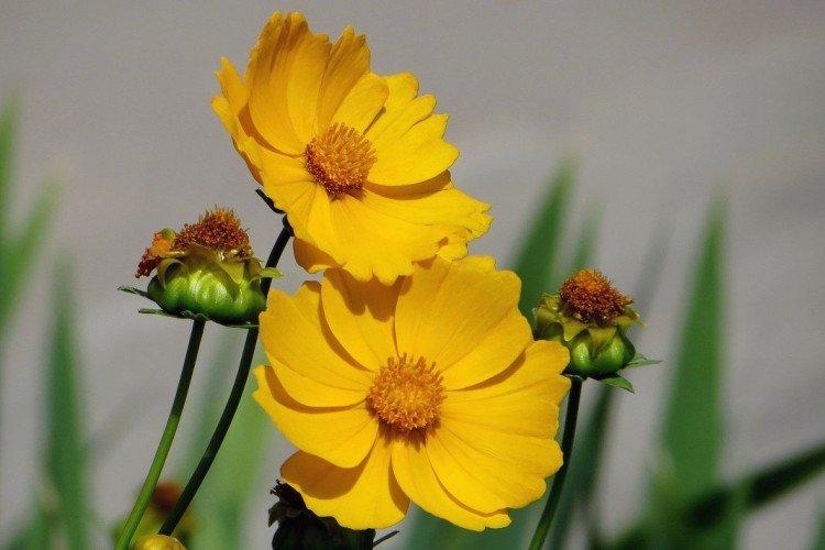 Cosmea - foto