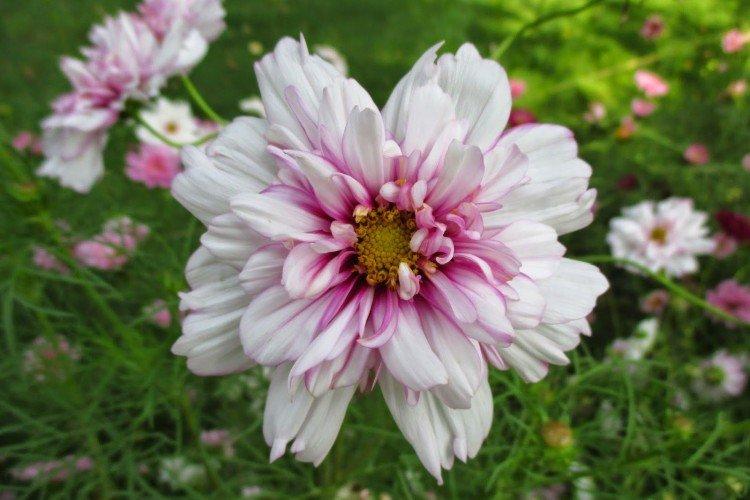 Cosmea - foto
