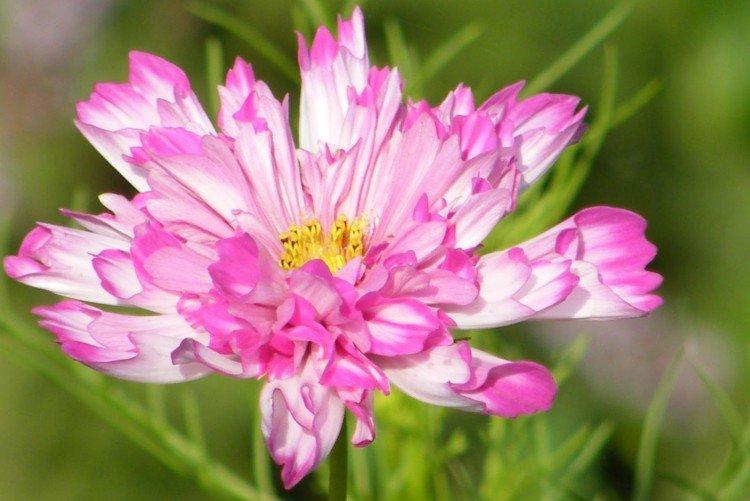 Cosmea - foto
