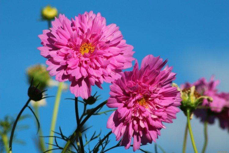 Cosmea - foto
