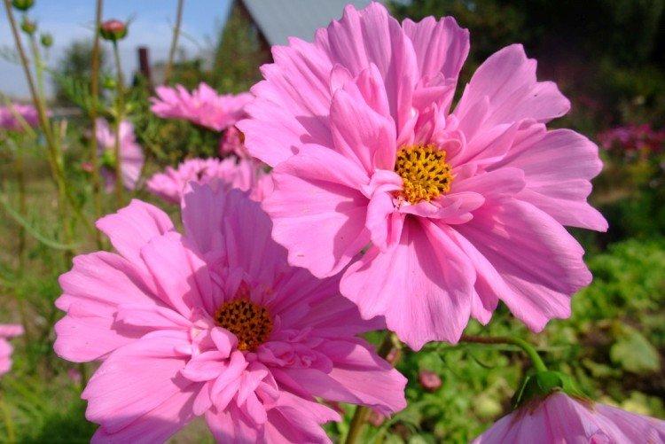 Cosmea - foto