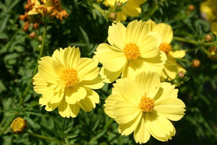 Cosmea - foto
