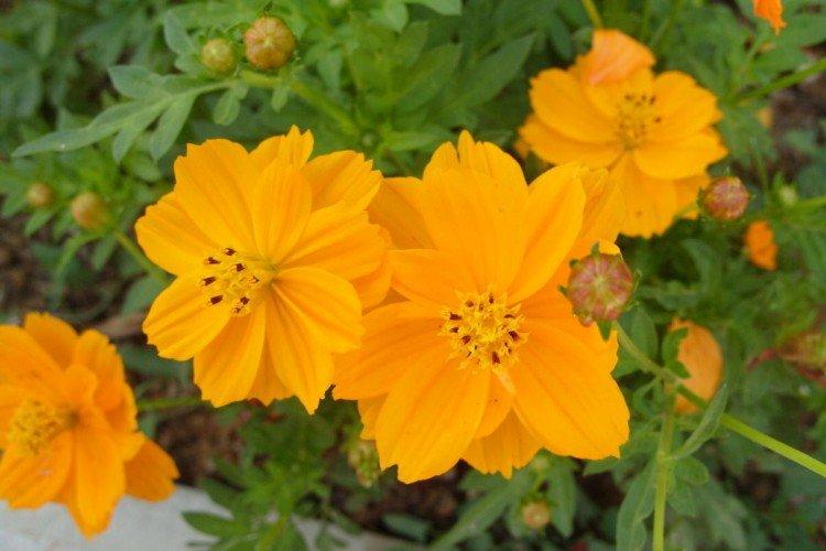 Cosmea - foto