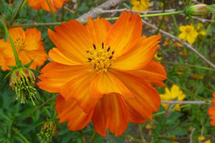 Cosmea - foto