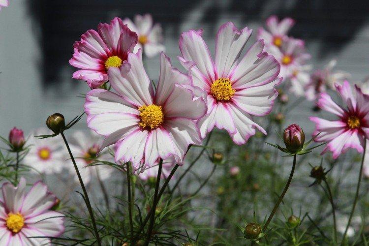 Cosmea - foto