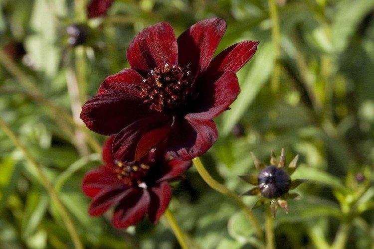 Cosmea - foto