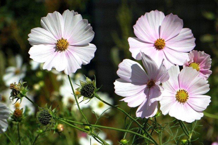 Cosmea - foto