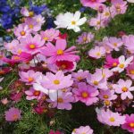 1747317644_cosmea-50-fotografii-druhy-pece-a-vysadba-v-otevrenem-terenu.jpg