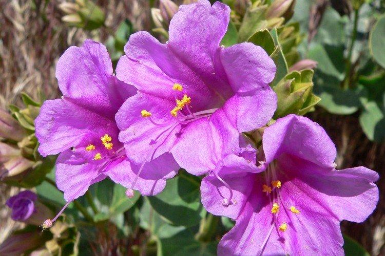 Mirabilis - foto