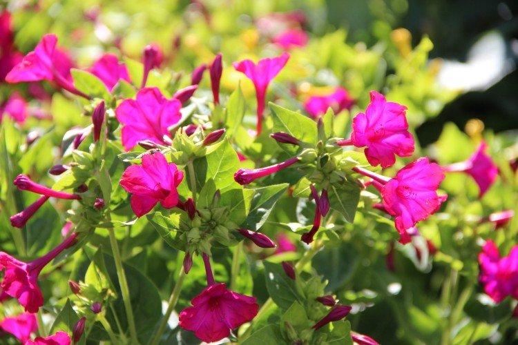 Mirabilis okrouhlolistá