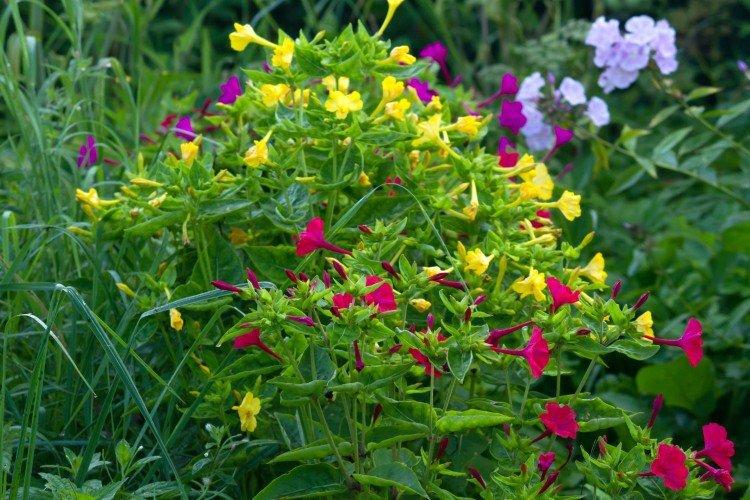 Mirabilis - foto