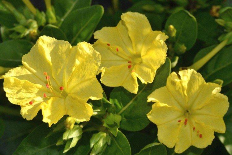 Mirabilis - foto