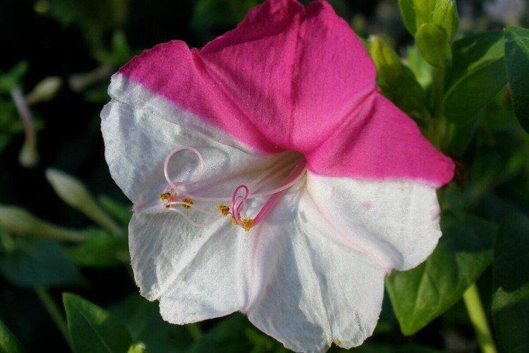Mirabilis - foto