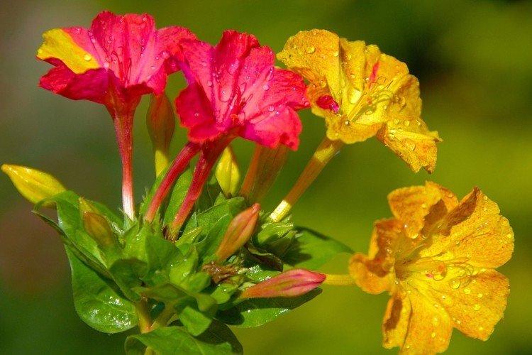 Mirabilis - foto