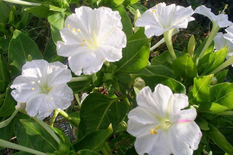 Mirabilis - foto