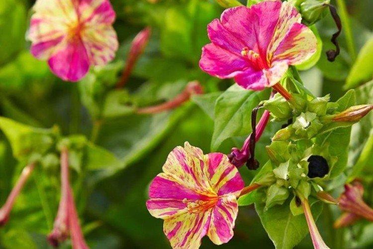 Mirabilis - foto