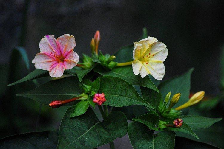 Mirabilis - foto