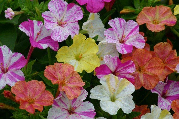 Mirabilis - foto