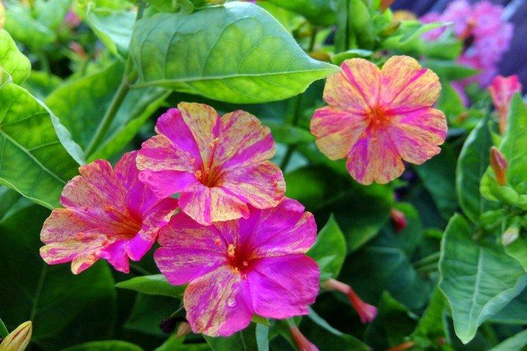 Mirabilis - foto