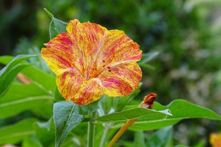 Mirabilis - foto