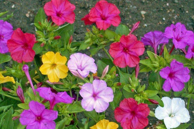 Mirabilis - foto
