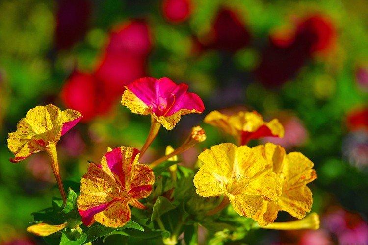 Mirabilis - foto