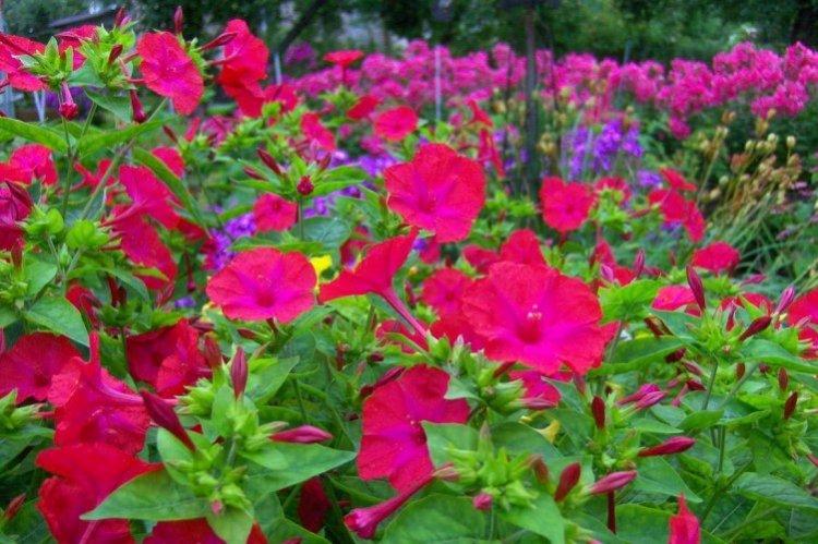 Mirabilis - foto