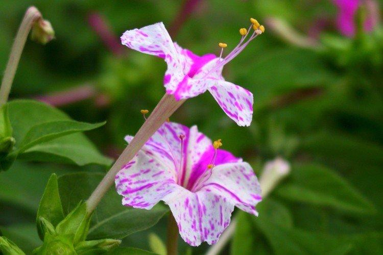 Mirabilis - foto
