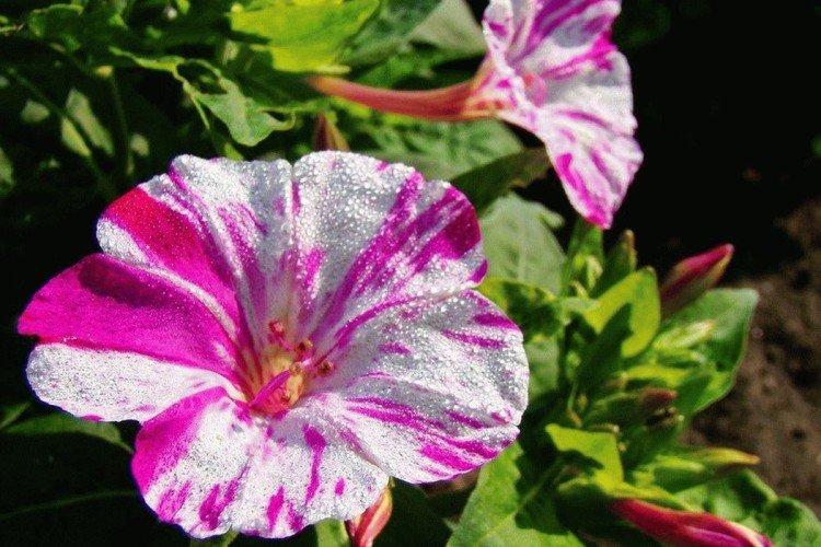 Mirabilis - foto