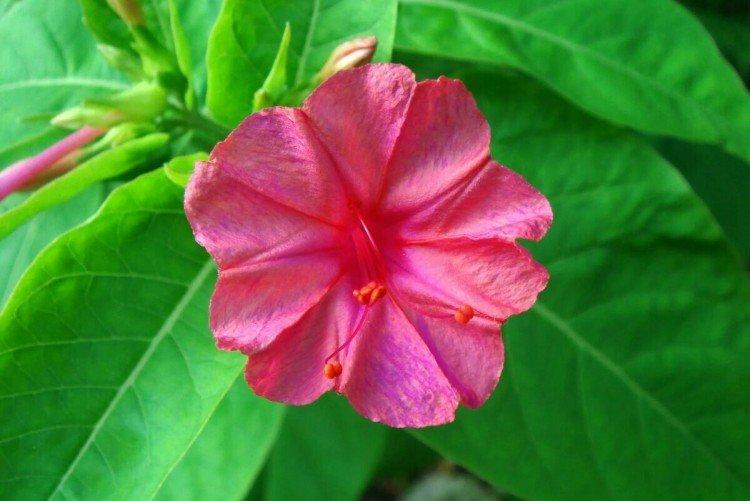 Mirabilis - foto