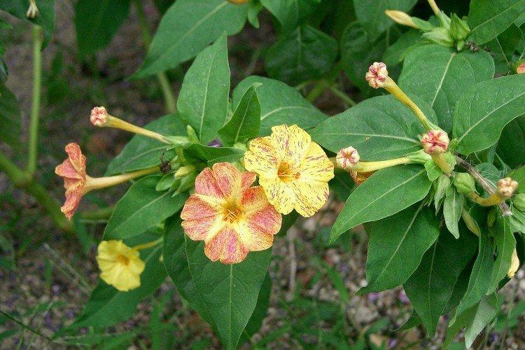 Mirabilis - foto