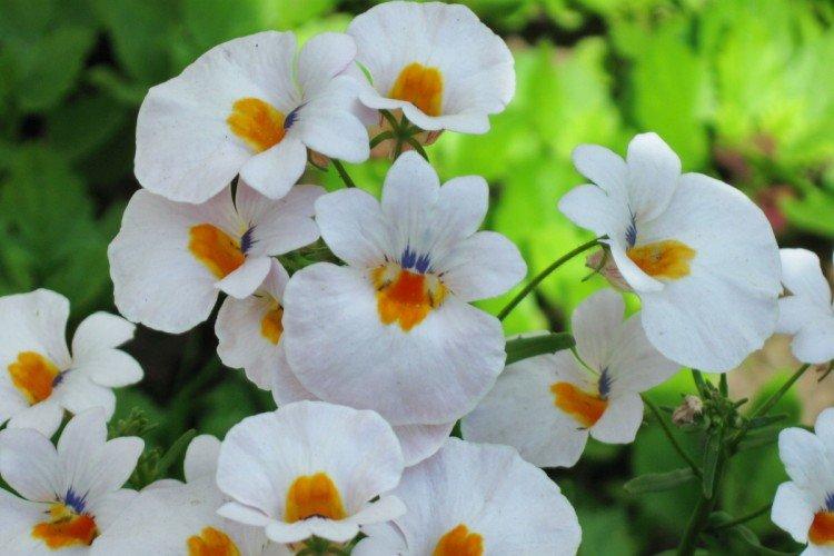 Nemesia - foto