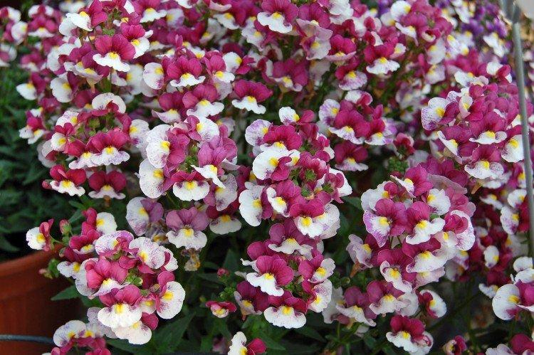 Nemesia - foto
