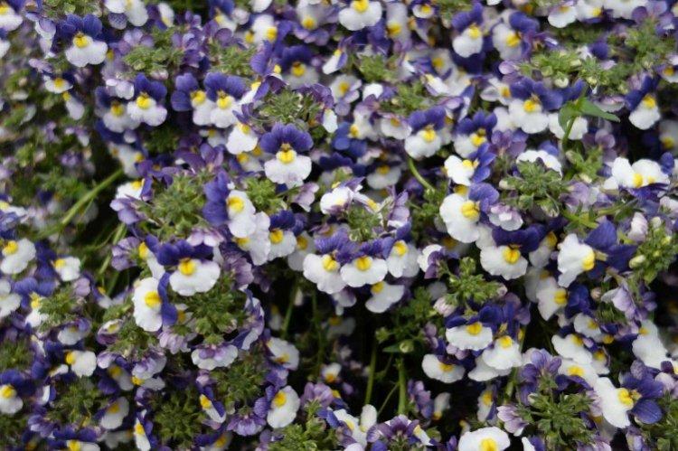 Nemesia - foto