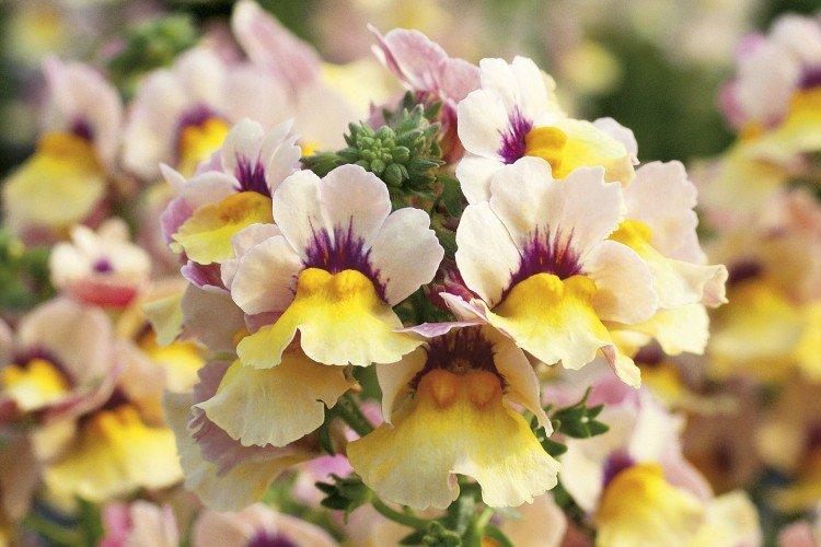 Nemesia - foto
