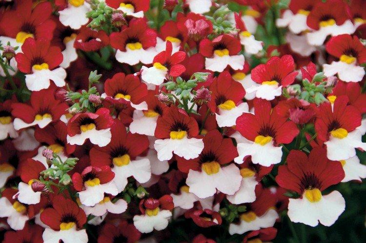Nemesia - foto